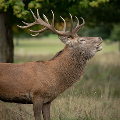 Close up portrait of a red deer stag bellowing. It shows the front half of the animal complete with antlers