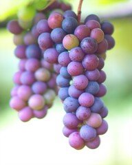 美味しいブドウ狩りの季節