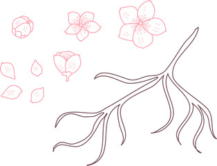 Free hand Sakura flower vector set, Beautiful line art Peach blossom isolate on white background.