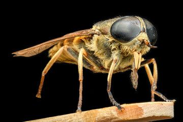 horse fly in high magnification macro