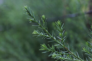 cypress sapling