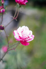 beautiful pink rose in nature