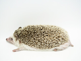 床にぺしゃっと寝そべるハリネズミ