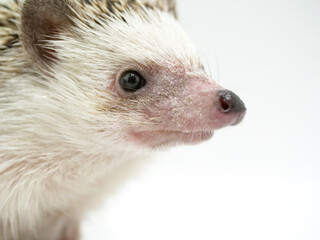 ハリネズミの横顔