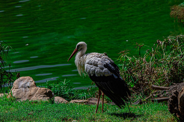 white black stork near the lake
