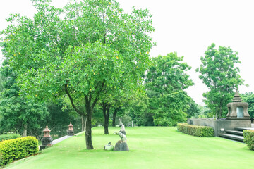 Tree and green lawn on white sky in garden of park natural outdoor background