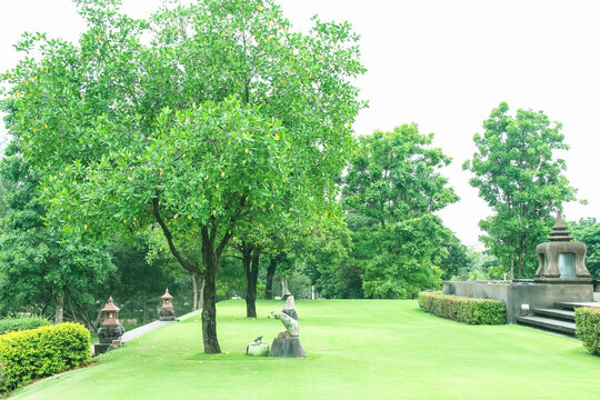 Tree And Green Lawn On White Sky In Garden Of Park Natural Outdoor Background