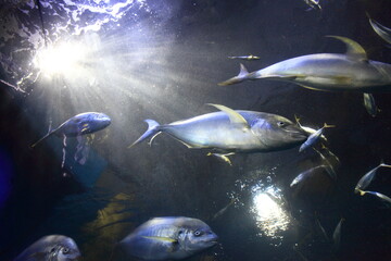 水族館のブリの群れ　