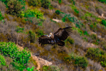 a bird of prey flies against the backdrop of mountains