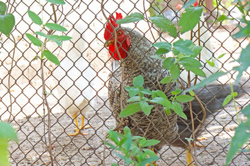 Colored homemade chicken, which is located behind a metal mesh.