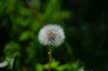 Closed Bud of a dandelion. Dandelion white flowers in green grass. High quality photo