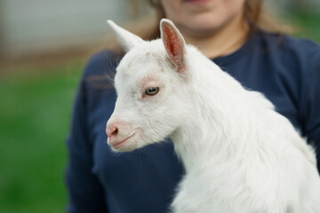 Portrait of a white little goat near a man without a face. Close up side view from low angle outdoors