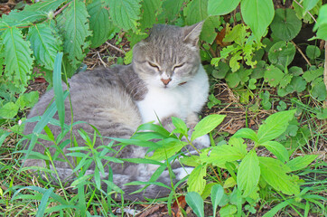 Naklejka na ściany i meble A gray cat with a white breast is lying on the ground in the green grass.