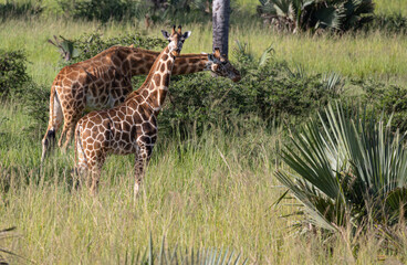 Giraffen in freier Wildbahn