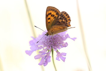 scarce copper female butterfly sitting on a flower white background