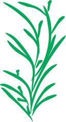 plant isolated  rosemary png 