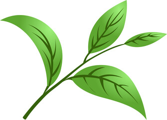 green tea leaf png 