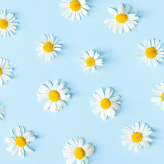 Floral pattern in daisy flower on blue background. Chamomiles. Medical concept