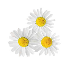 Three flowers of white background. Chamomile or daisies, isolated