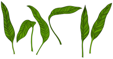Leaves isolated on white. Tropical leaves. Hand drawn png illustration.