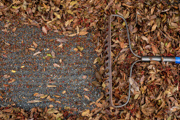 Rake and a raked space in the autumn laves