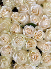 Bouquet of white roses background