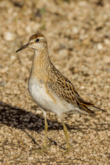 Sharp-tailed Sandpiper in South Australia