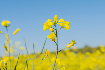 Flowers of oilseed plant rapeseed on a background of blue sky. Plant seeds for the oil industry and green energy