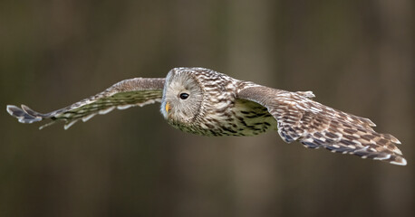 Ural owl in flight closeup forest in the background