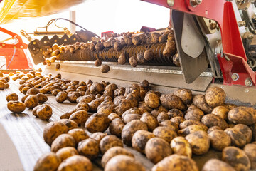 Potato packing factory