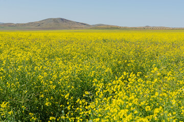 Agricultural field planted with rapeseed. A plant for the production of fuel. Green energy