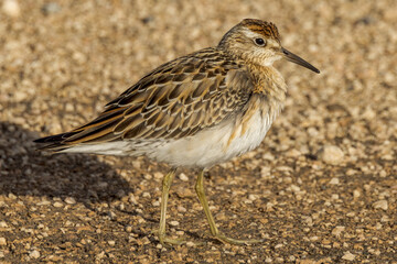 Sharp-tailed Sandpiper in South Australia