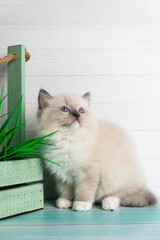 Cute kitten of the ragdoll breed.