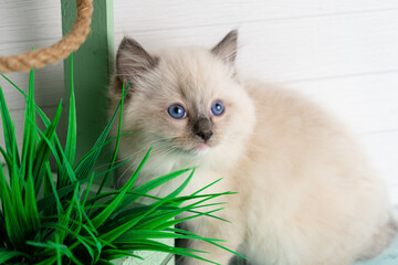 Cute kitten of the ragdoll breed.