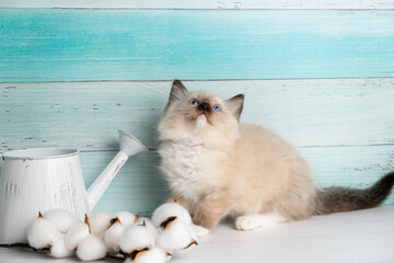 Cute kitten of the ragdoll breed.