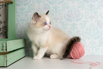Cute kitten of the ragdoll breed.