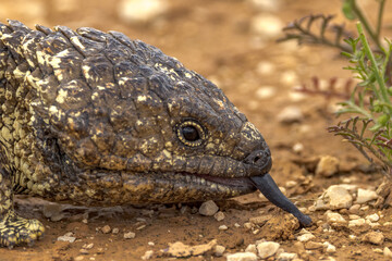 Shingle-backed Lizard in South Australia