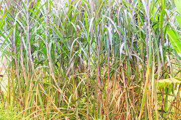 green corn field