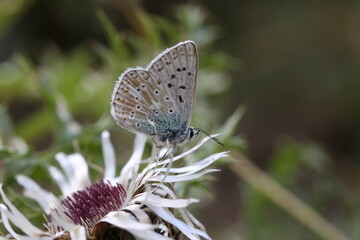 chalkhill blue butterfly sitting on a flower of a silver thistle