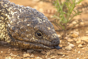 Shingle-backed Lizard in South Australia