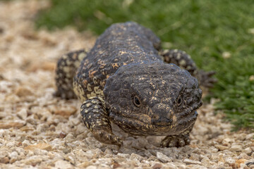 Shingle-backed Lizard in South Australia