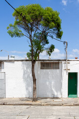 Tree in Newtown