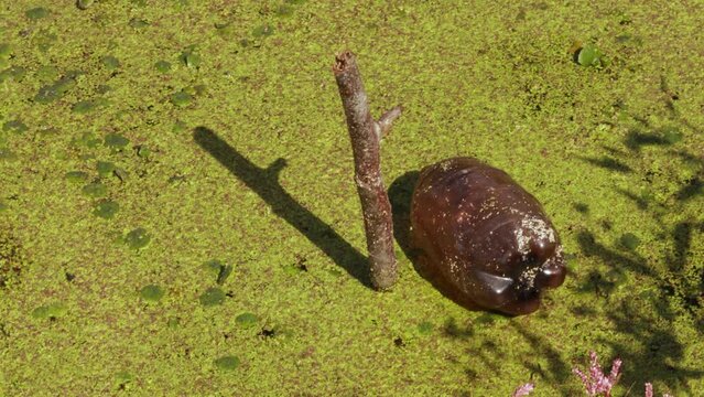 Pond or lake covered with green duckweed carpets. Polluted dirty standing water with plastic bottle on top. Ecological problem, debris floating on river swamp in the city. Environmental pollution
