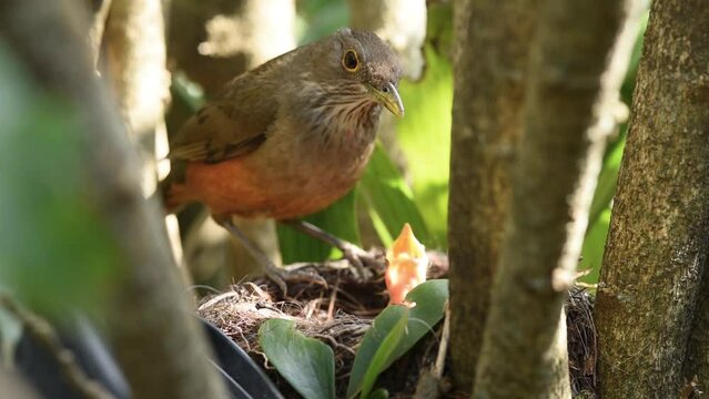 Rufous-bellied thrush feeding newborn in the nest