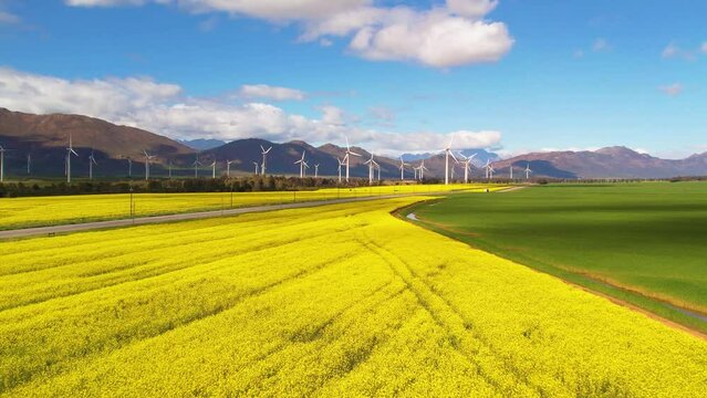 Aerials of Canola Lands between multiple Wind Turbines