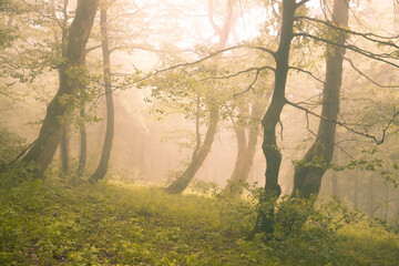 Misty forest (Bieszczady)