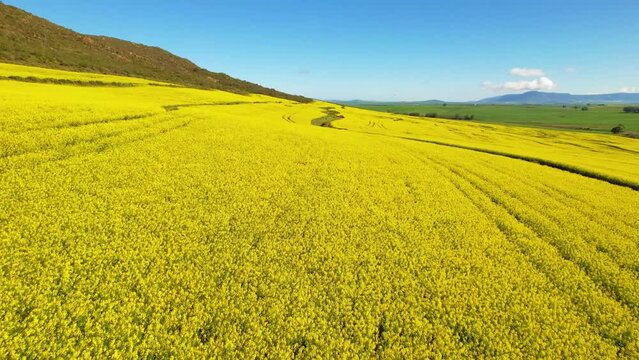 Aerial footage of yellow Canola fields