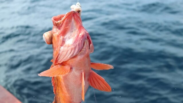 Rockfish with squid being pulled out of water slow motion