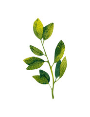 Watercolor illustrations lemons tree, bransh and green leaves. Watercolor hand-drawn plant isolated of background. Tree's element for your design and decor