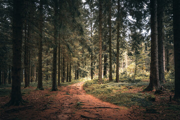Der Bayerische Wald zum Herbstanfang mit grünem Wald und Bäumen. Bayern Deutschland